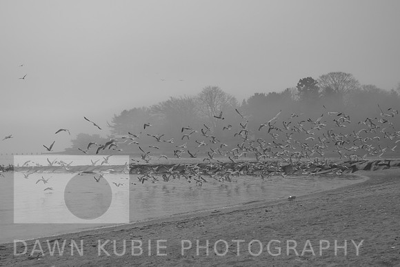 Seagulls flying