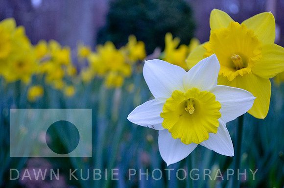 White daffodil