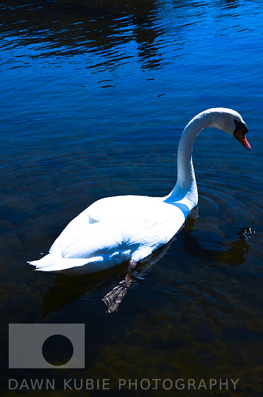 Swan