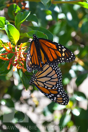 Butterflies