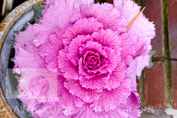 Purple Kale