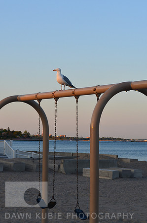 Seagull and swing
