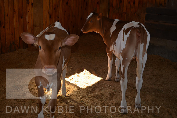 Dairy cows, Maine